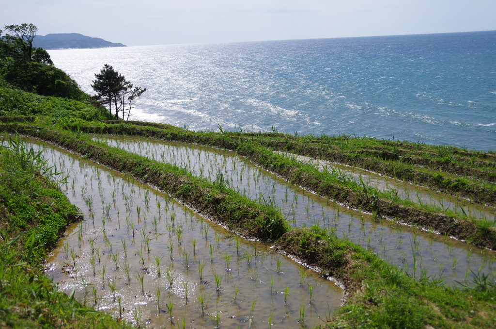 輪島の棚田