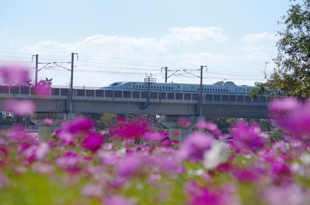 武庫川コスモス