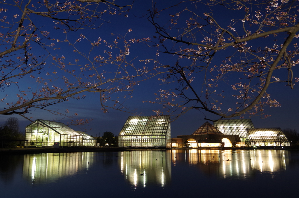 夜桜三分咲き