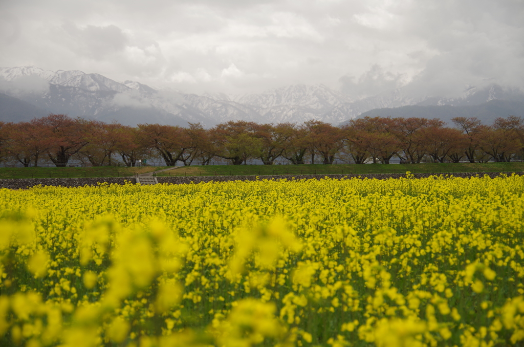 菜の花、葉桜、立山連峰