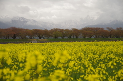 菜の花、葉桜、立山連峰