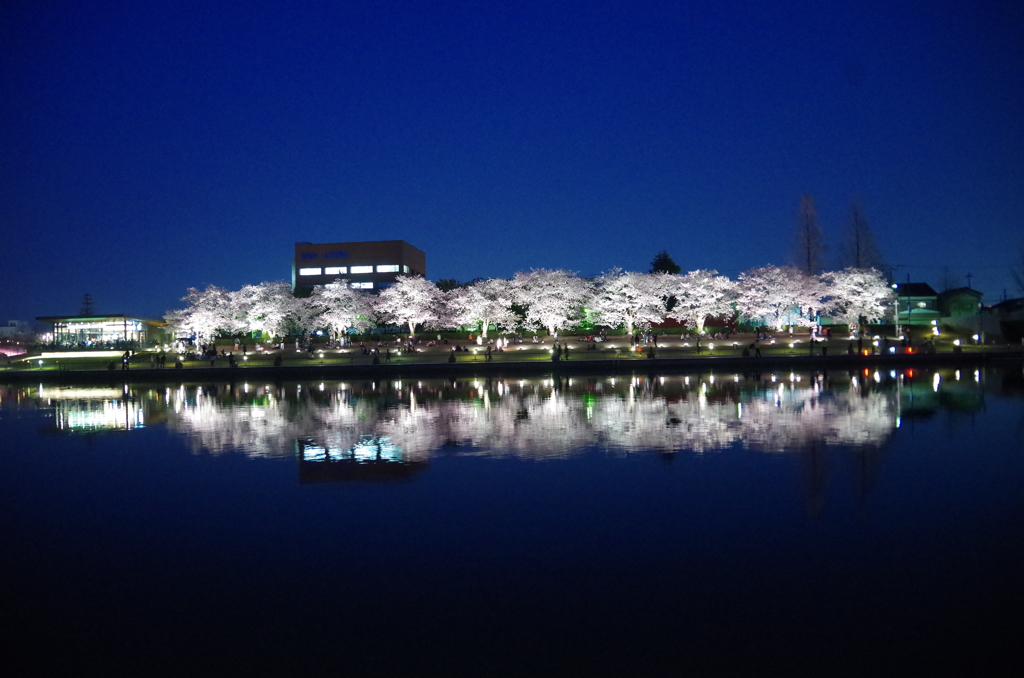 とにかく明るい夜桜