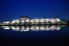 とにかく明るい夜桜