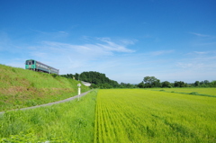 8月の稲穂と高山線