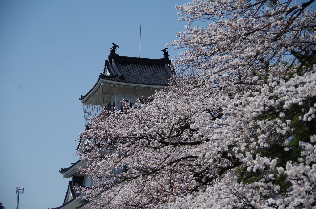 富山に春がきた！