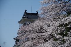 富山に春がきた!