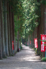 樹齢400年の並木