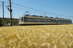 ダイコン列車と麦畑