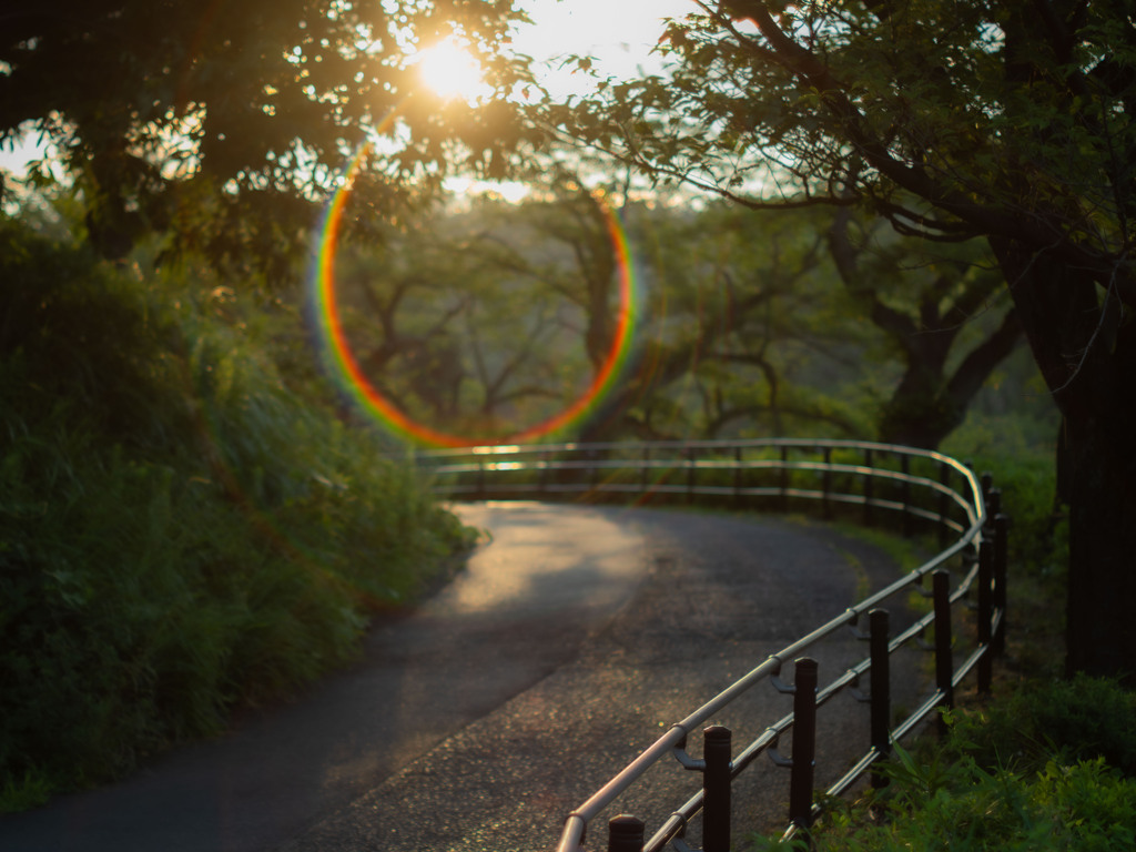 朝日の涙