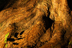 Root
