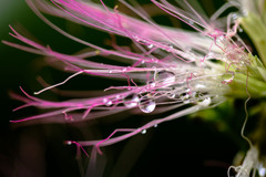 雨滴休むネムの花