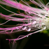 雨滴休むネムの花