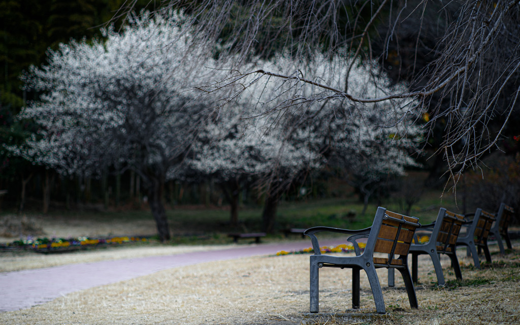 梅は咲いたか〜桜はまだかいな〜〜♪