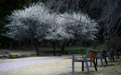 梅は咲いたか〜桜はまだかいな〜〜♪