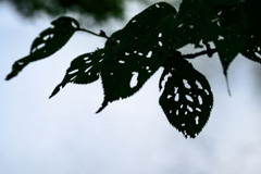 夏虫共の悪ふざけ
