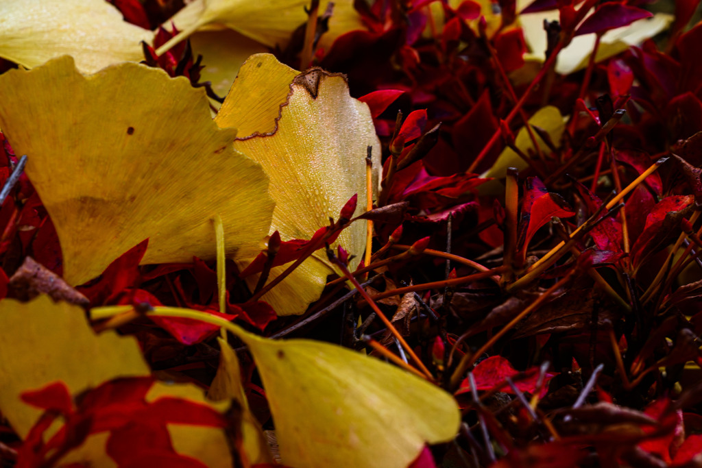  雨上がりの朝 凌ぎ合う 黄と紅