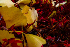  雨上がりの朝 凌ぎ合う 黄と紅