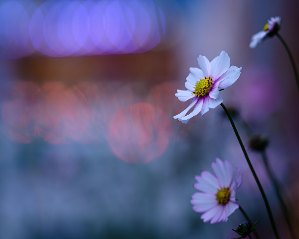 アバンチュールな誘惑