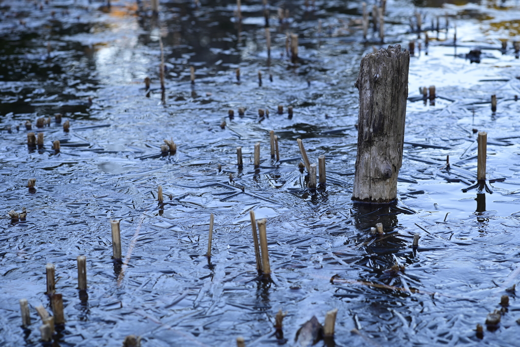 寒中 お見舞い申し上げます