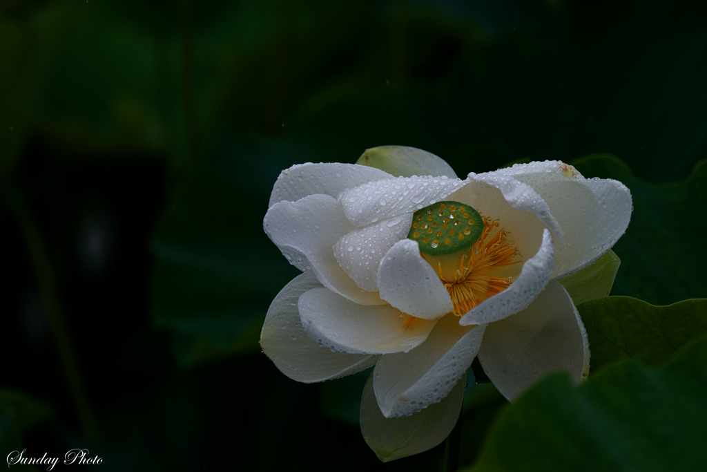 雨に濡れた綿帽子