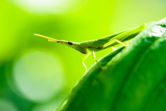 私のバジルを食べるのは貴方ね！