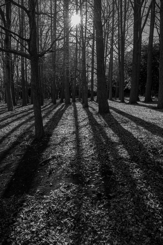 影伸びる冬の夕