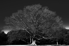 憩いの広場の大樹