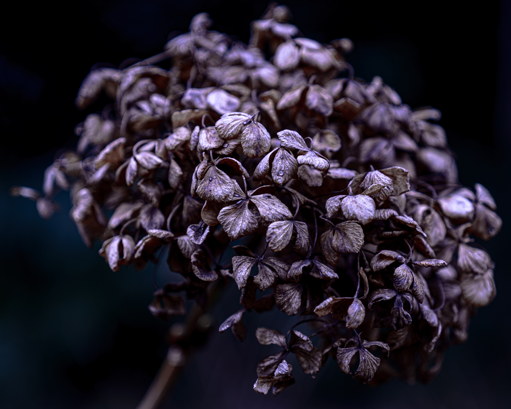 冬枯れる梅雨花