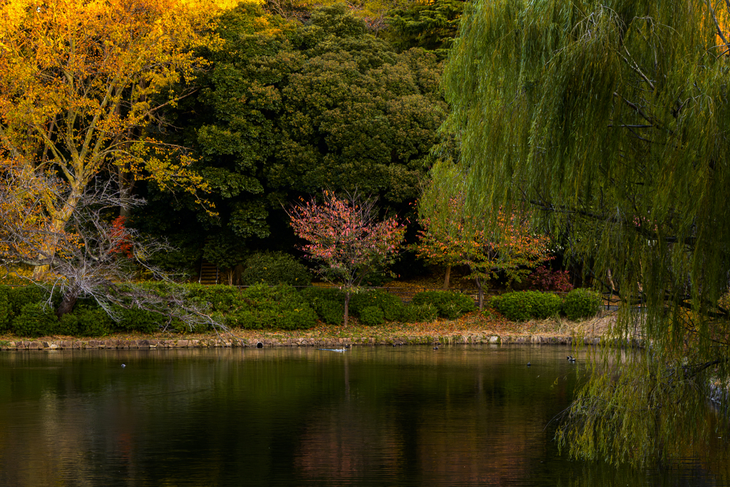 晩秋　古池の朝