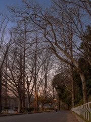 冬枯れの夜明け前