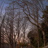 冬枯れの夜明け前