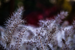 シットリ濡れたチカラシバ