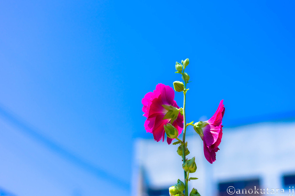 なんかの花、左右