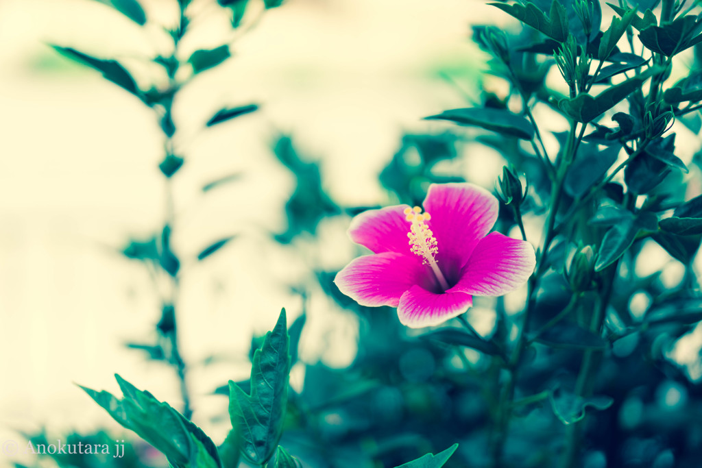 なんかの花、大きいの