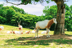 動物まだいてました。