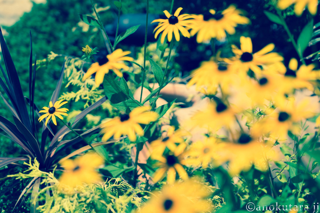 なんかの花