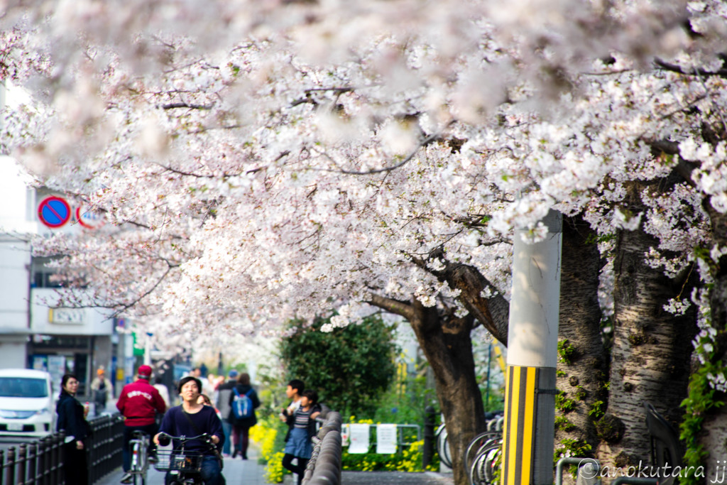 街と人と桜と