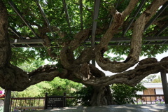 誉田八幡宮なか