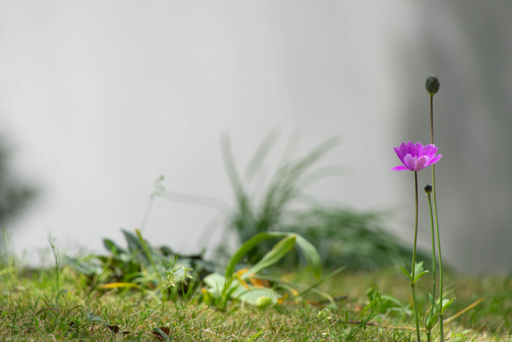 ほの花