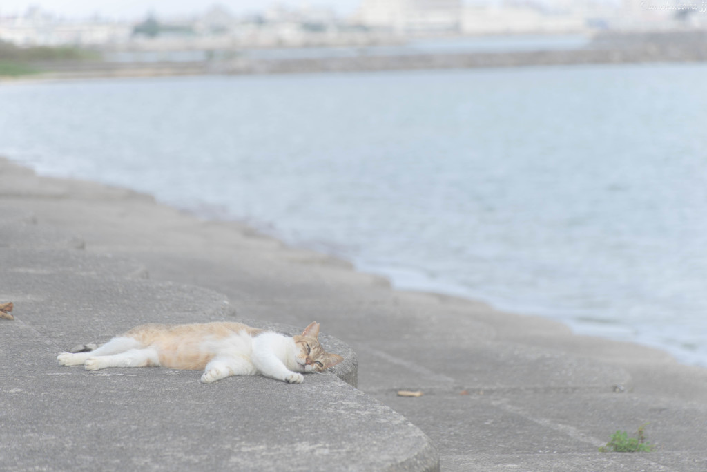 夢ごこち