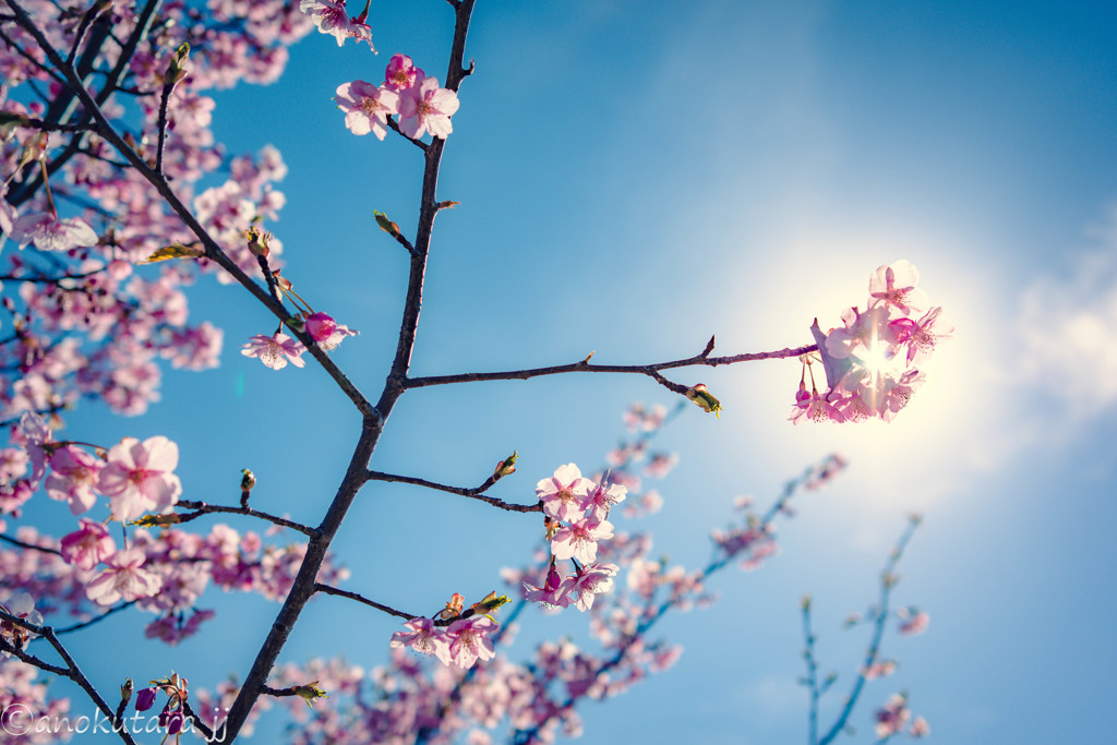 のびする桜
