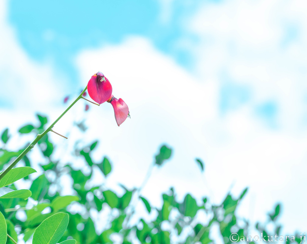 控えめな、なんかの花