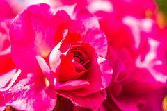 DSC05739