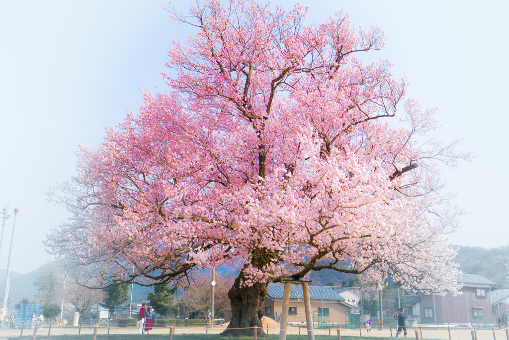 校庭の真ん中に立つ一本桜