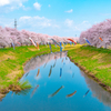 のんびりと鯉とたわむれる満開の桜