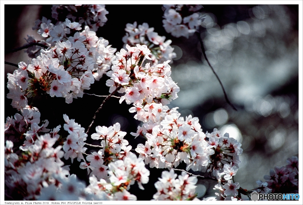 20180401_Nikon_F80_Velvia_iso100__06