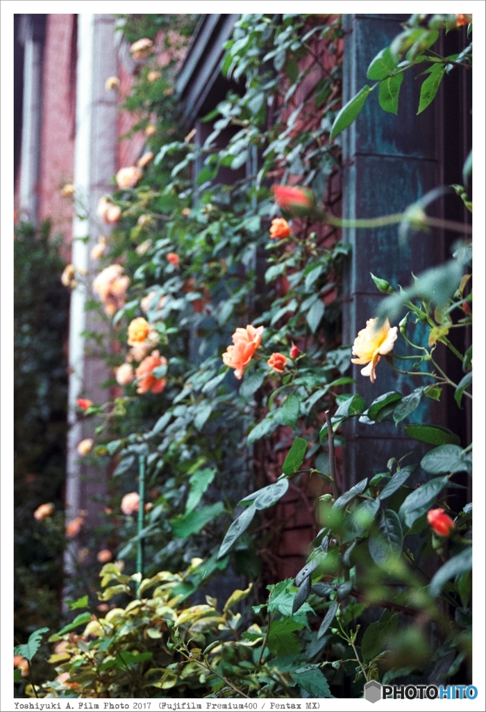 PENTAX MX_FUJIFILM_PREMIUM400_ (21)