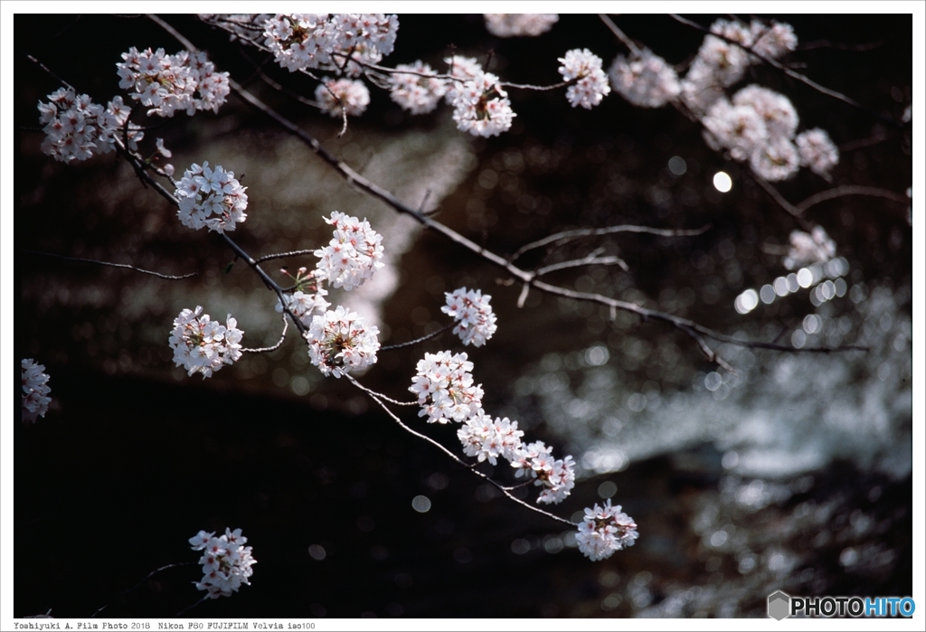 20180401_Nikon_F80_Velvia_iso100__08