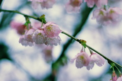 早咲の桜