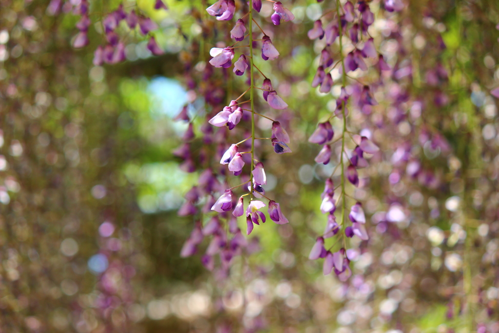 藤の花